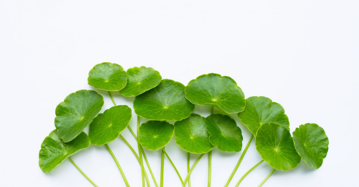 centella asiatica